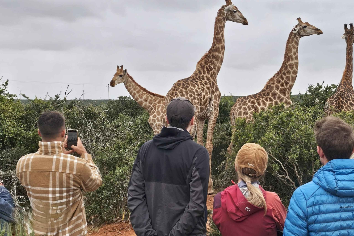 Addo Wildlife Experience: Giraffenwanderung & Pirschfahrt