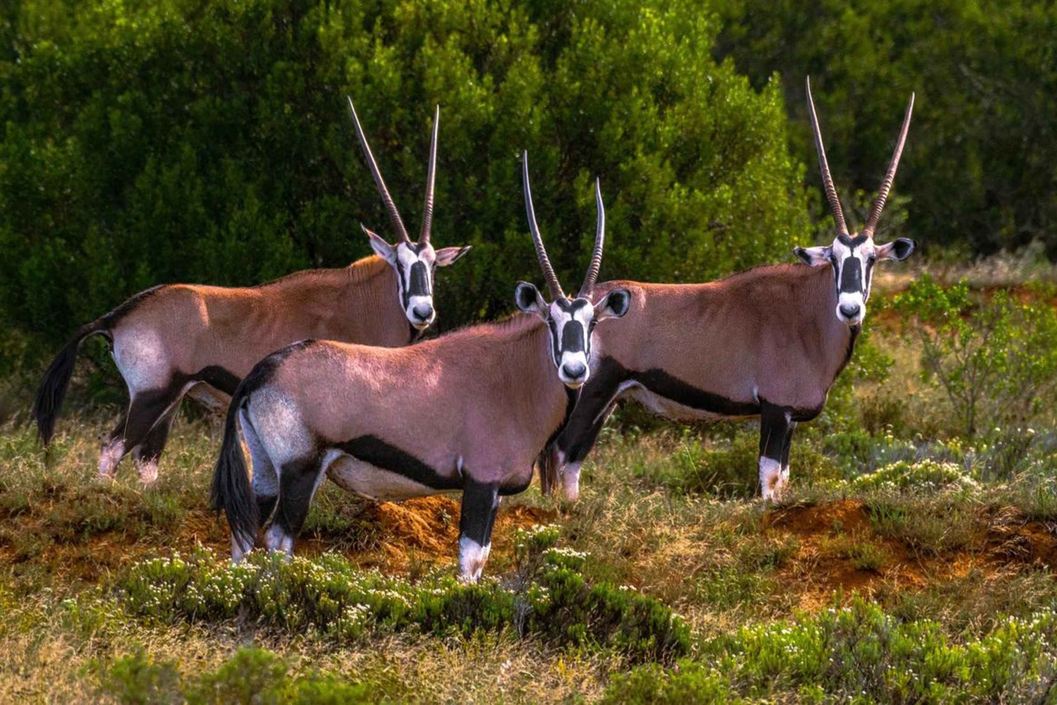 Rezerwat Amakhala: całodniowe safari z przewodnikiem po Wielkiej Piątce