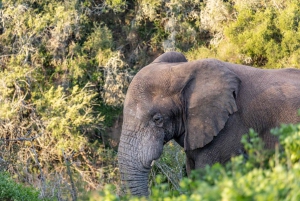 Rezerwat Amakhala: całodniowe safari z przewodnikiem po Wielkiej Piątce