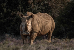 Rezerwat Amakhala: całodniowe safari z przewodnikiem po Wielkiej Piątce