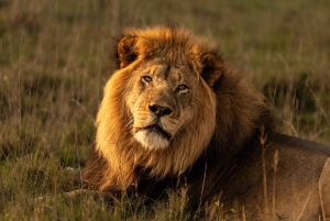 Rezerwat Amakhala: całodniowe safari z przewodnikiem po Wielkiej Piątce