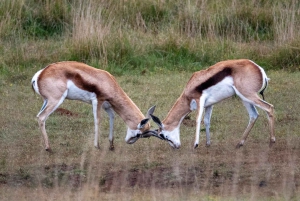 Rezerwat Amakhala: całodniowe safari z przewodnikiem po Wielkiej Piątce