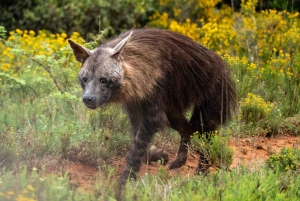 Rezerwat Amakhala: całodniowe safari z przewodnikiem po Wielkiej Piątce