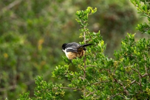 Rezerwat Amakhala: całodniowe safari z przewodnikiem po Wielkiej Piątce
