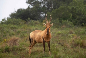 Rezerwat Amakhala: całodniowe safari z przewodnikiem po Wielkiej Piątce