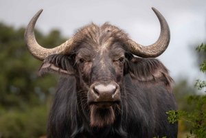 Rezerwat Amakhala: całodniowe safari z przewodnikiem po Wielkiej Piątce