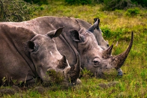 Rezerwat Amakhala: całodniowe safari z przewodnikiem po Wielkiej Piątce