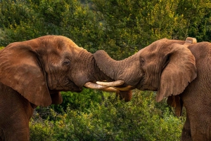Rezerwat Amakhala: całodniowe safari z przewodnikiem po Wielkiej Piątce