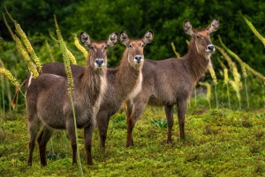 Rezerwat Amakhala: całodniowe safari z przewodnikiem po Wielkiej Piątce