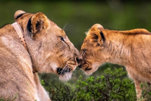 Rezerwat Amakhala: całodniowe safari z przewodnikiem po Wielkiej Piątce