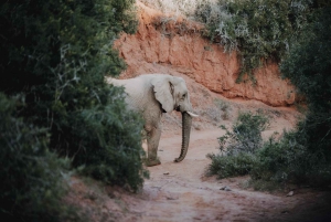Rezerwat Amakhala: całodniowe safari z przewodnikiem po Wielkiej Piątce