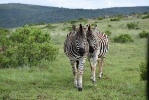 ADDO NATIONAL Park & SCHOTIA Day SAFARI with Lunch