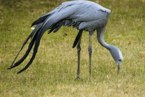 ADDO NATIONAL Park & SCHOTIA Day SAFARI with Lunch