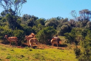 ADDO NATIONAL Park & SCHOTIA Day SAFARI with Lunch