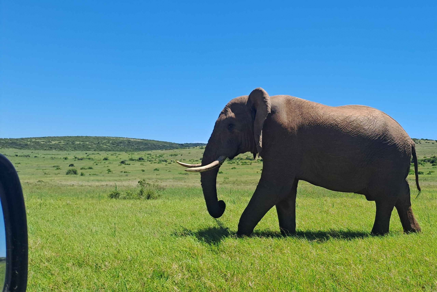 Prywatne safari w parku słoni Addo oraz odbiór i transport powrotny