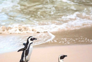 Кейптаун: 10-дневный тур по Гарден-Рут, винодельческим регионам и Кейп-Пойнт