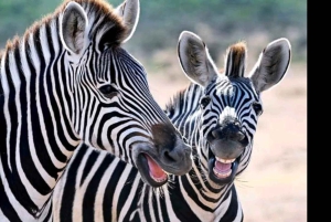 Garden Route i safari słoni w Addo [5 dni]: Kapsztad