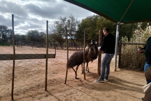 Garden Route i safari słoni w Addo [5 dni]: Kapsztad