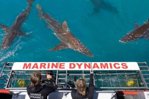 Kapsztad: Ekologiczny rejs nurkowy z klatką na rekiny w Gansbaai