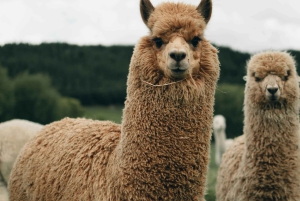 Kapsztad: wycieczka prywatna z indywidualnym planem zwiedzania