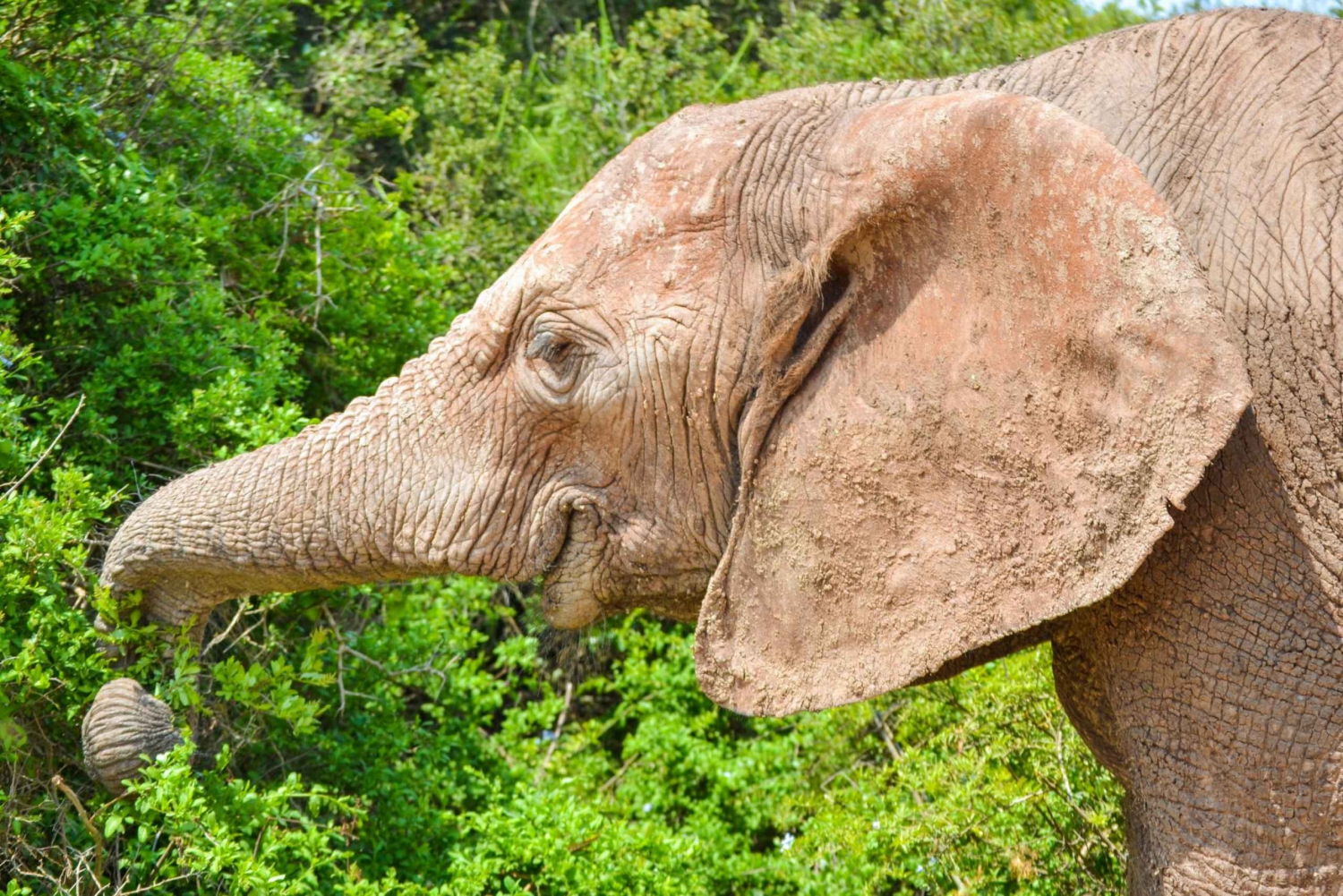 Addo Safari całodniowa wycieczka