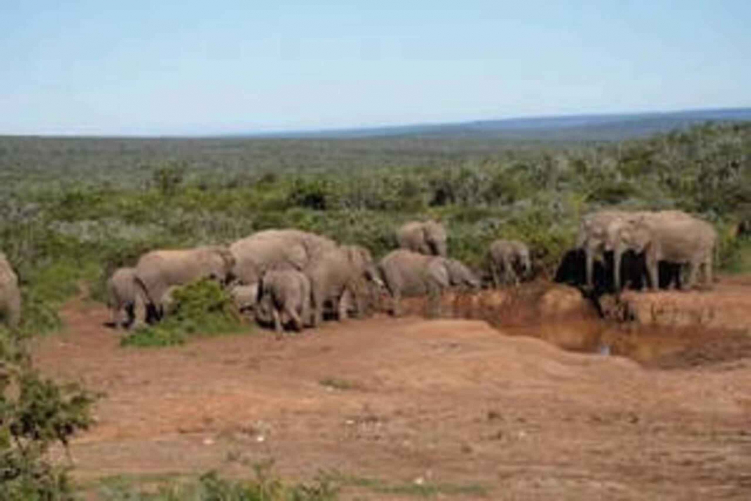 Wschodni Londyn: Addo Elephant Park 2-dniowe safari fotograficzne