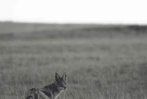 Восточный Лондон: Двухдневное фотосафари в парке слонов Аддо