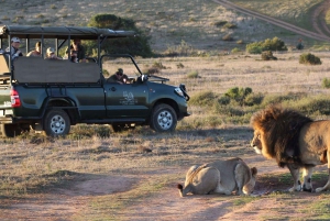 Da Cidade do Cabo: Safari de 2 dias no Garden Route Game Lodge