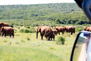 Z Kapsztadu: 5-dniowa wycieczka „Najlepsze atrakcje Garden Route i safari w Addo”