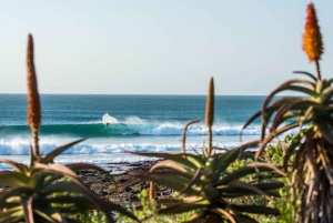 From Cape Town: 5-Day Best of Garden Route & Addo Safari