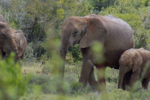 From Cape Town: 5-Day Best of Garden Route & Addo Safari