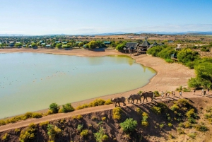 From Cape Town: 5-Day Best of Garden Route & Addo Safari