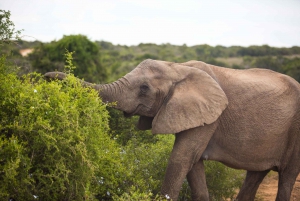From Cape Town: 5-Day Best of Garden Route & Addo Safari