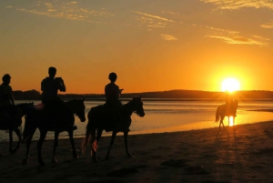 From Cape Town: 5-Day Best of Garden Route & Addo Safari