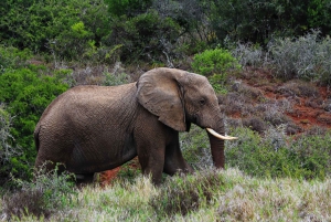 From Cape Town: 5-Day Best of Garden Route & Addo Safari
