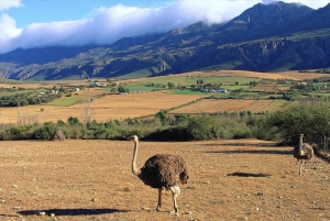 From Cape Town: 5-Day Best of Garden Route & Addo Safari