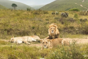 From Cape Town: Garden Route Highlights 3-Day Safari Tour