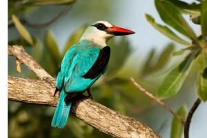 Von Durban: 7-tägige Tour nach Kapstadt mit Unterkunft