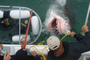Z Hermanus: Rejs z nurkowaniem w klatce z rekinami i lunchem