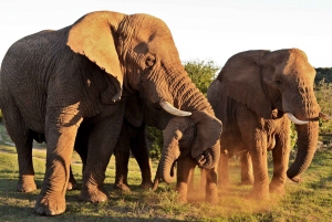 Całodniowy park Addo i rezerwat gier Schotia (otwarty pojazd 4x4)