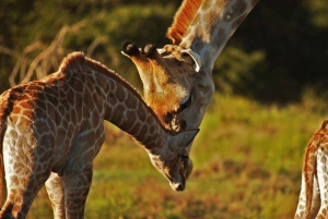 Całodniowy park Addo i rezerwat gier Schotia (otwarty pojazd 4x4)