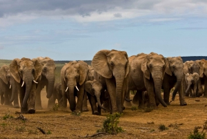 Całodniowe safari all inclusive z tradycyjnym lunchem Braai