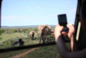 Full-Day All Inclusive Safari with Traditional Braai Lunch