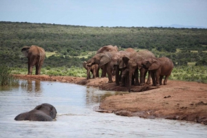 Full-Day All Inclusive Safari with Traditional Braai Lunch