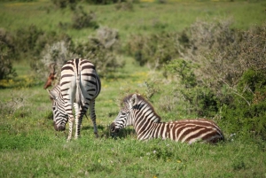 Full-Day All Inclusive Safari with Traditional Braai Lunch