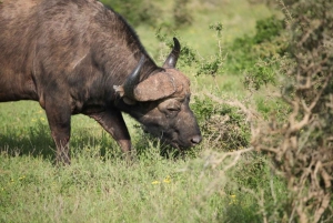 Full-Day All Inclusive Safari with Traditional Braai Lunch