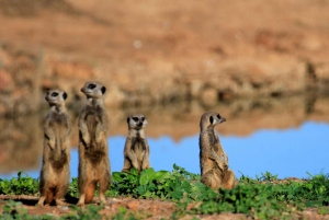 Full-Day All Inclusive Safari with Traditional Braai Lunch