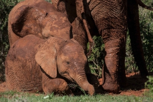 Full-Day All Inclusive Safari with Traditional Braai Lunch