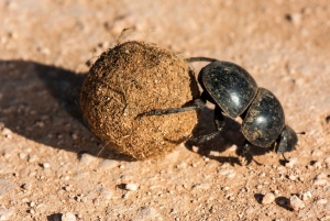 Full-Day All Inclusive Safari with Traditional Braai Lunch