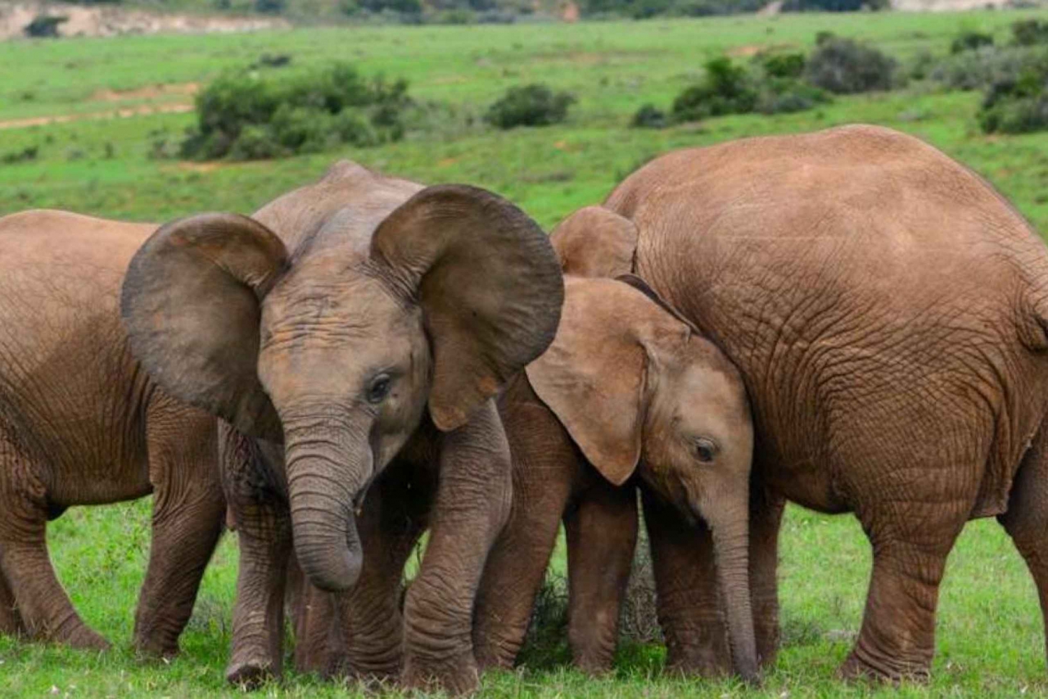 Safari d'une journée au parc national des Éléphants d'Addo : Port Elizabeth